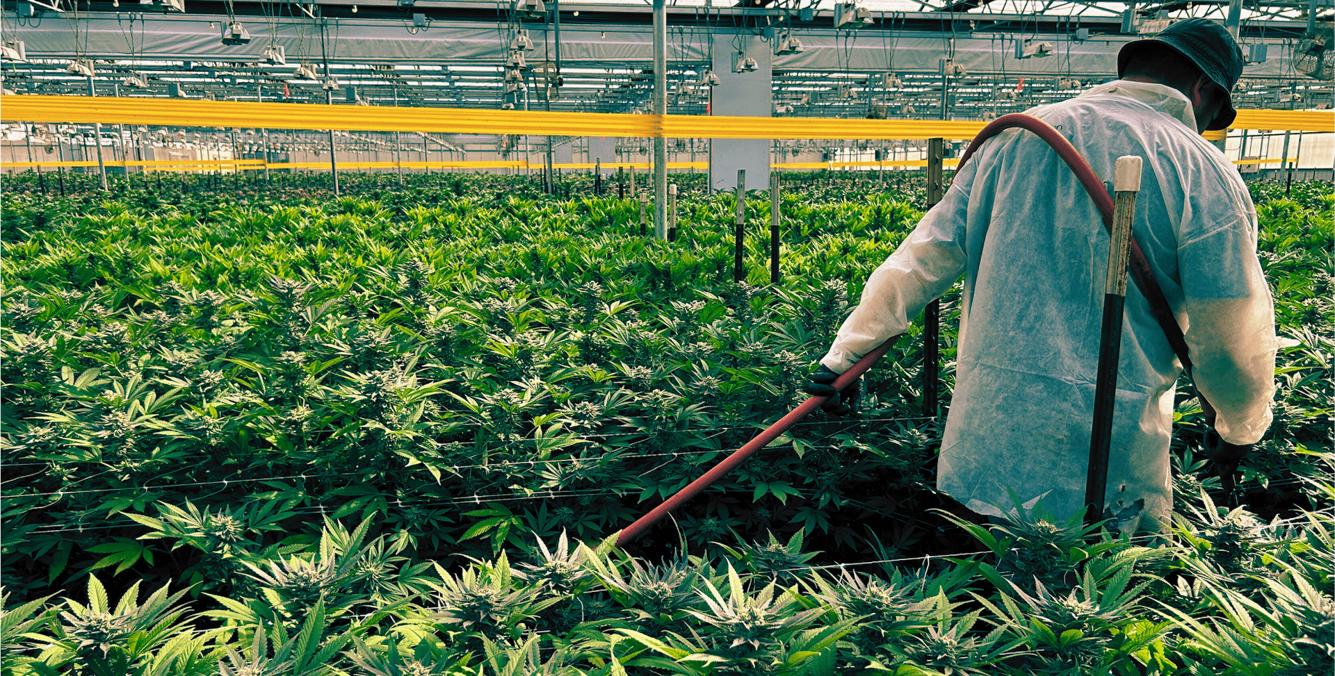 Cannabis greenhouse watering and cultivation at Enjoy The Farm in California