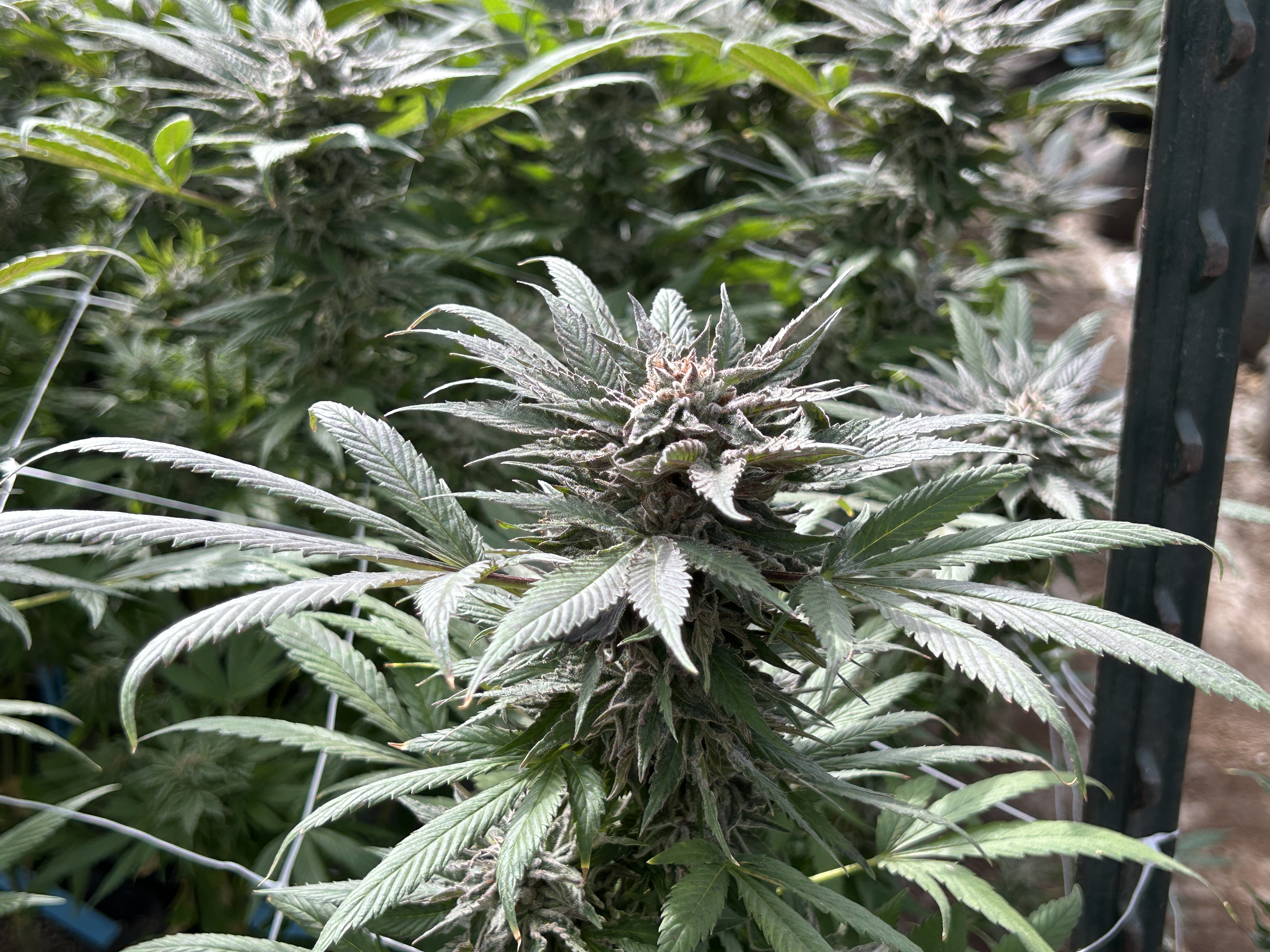 The Journey of a Cannabinoid: How Cannabis Builds THC, CBD, and Beyond