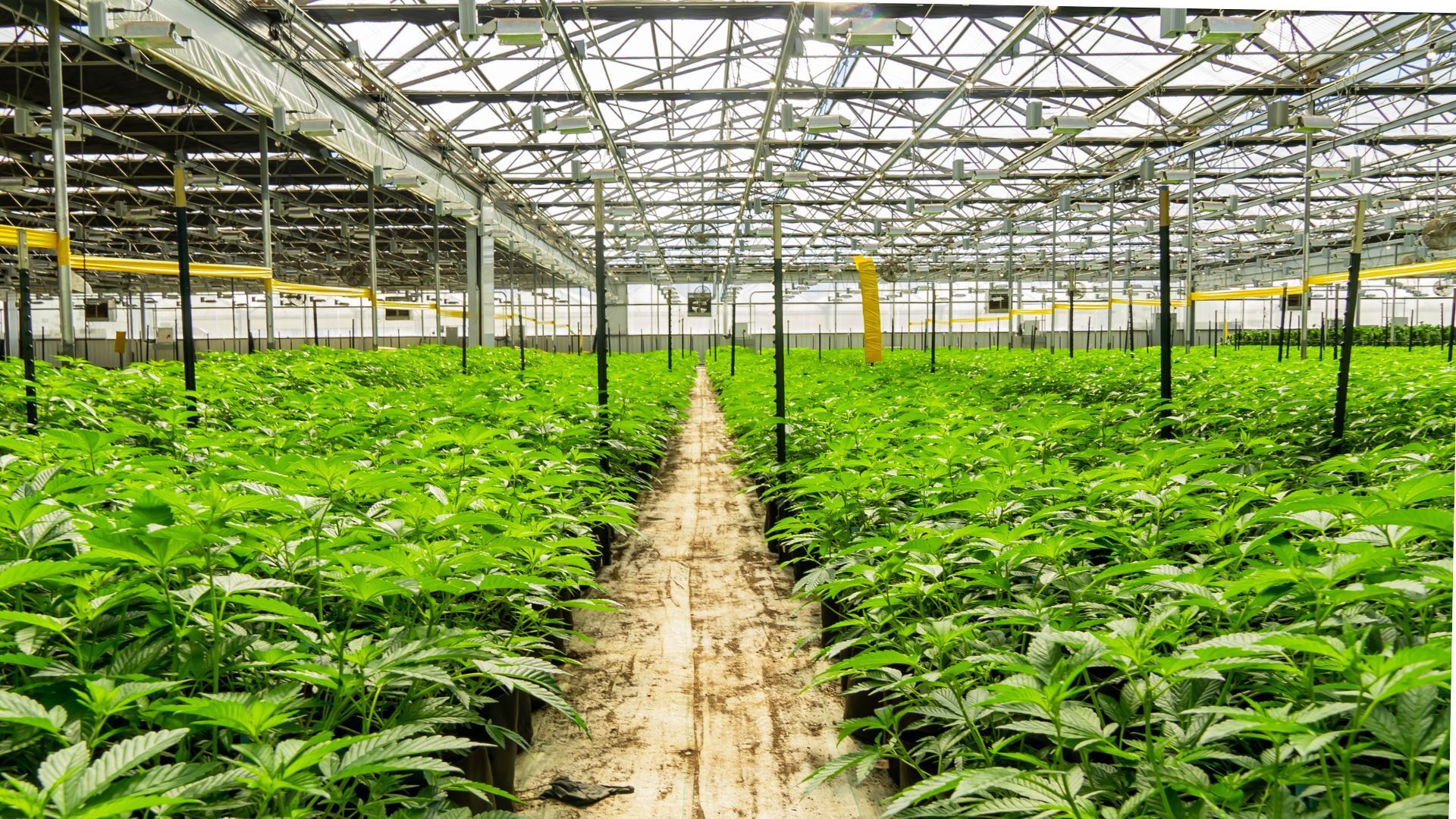 Study: Lifetime Cannabis Use Linked to Greater Cognitive Performance in Aging Populations