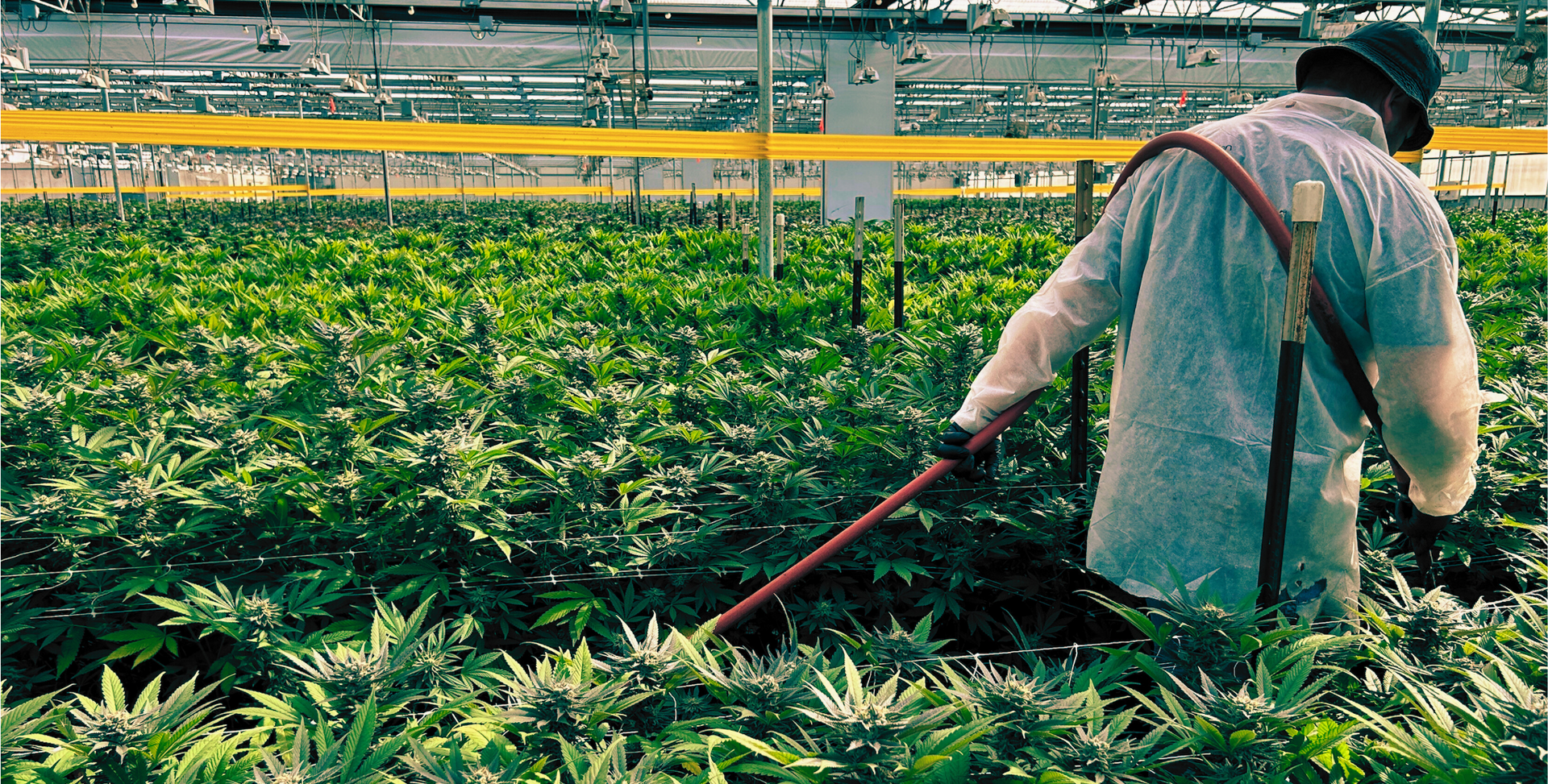 Survey: Many Consumers Substitute Cannabis for Prescription Medications